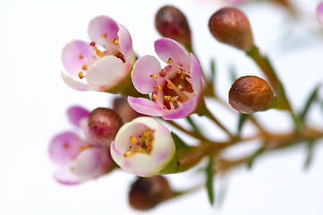 Image showing Pink flowers