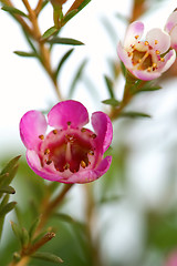 Image showing Pink flowers