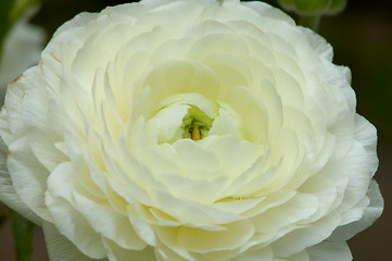 Image showing White flower