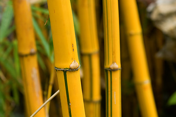 Image showing Bamboo