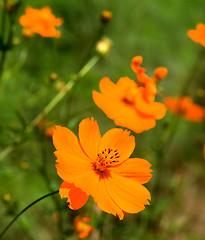 Image showing Orange marguerite