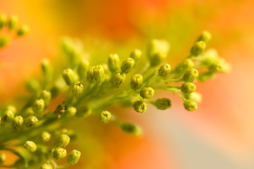 Image showing Yellow floret