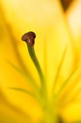 Image showing Stamen of yellow Lily