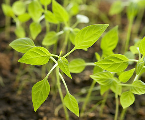 Image showing plants