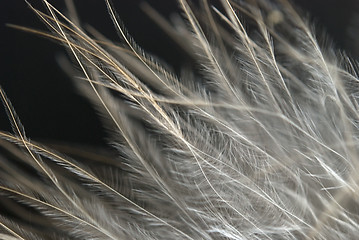 Image showing feather