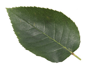 Image showing rose leaf