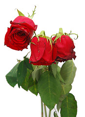 Image showing withered roses