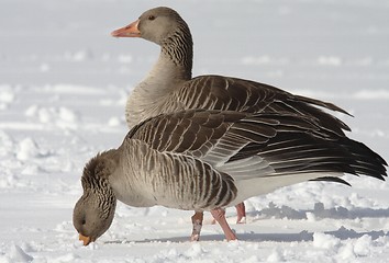 Image showing Greylag Goose. 