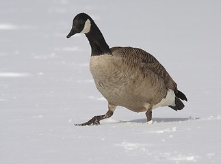 Image showing Canadian Goose