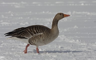 Image showing Greylag Goose.