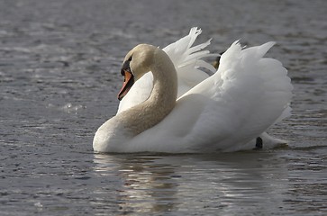 Image showing Muted swan. 