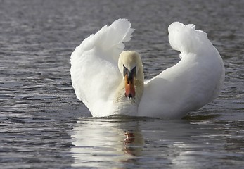 Image showing Muted swan. 