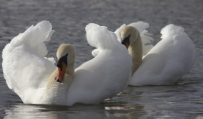 Image showing Muted swan. 