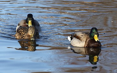 Image showing Duck in the water