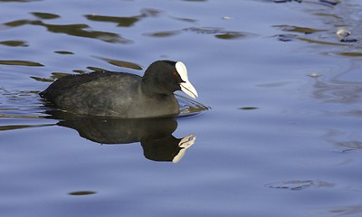 Image showing Common Coot. 