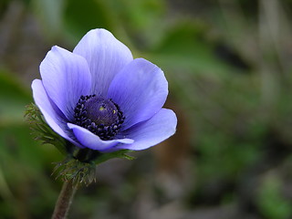 Image showing Anemone