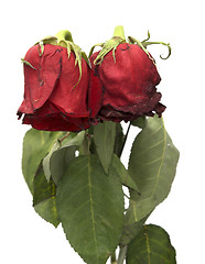 Image showing two withered roses