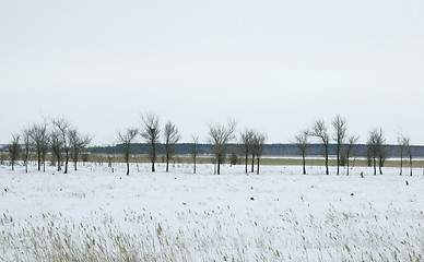 Image showing trees in fog