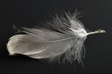 Image showing feather