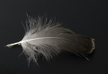 Image showing feather