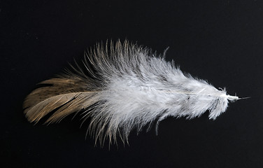 Image showing feather