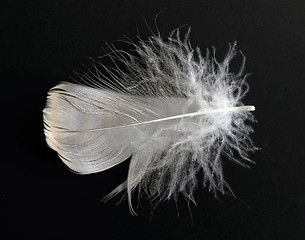 Image showing feather