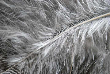 Image showing feather