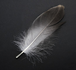 Image showing feather