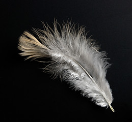 Image showing feather