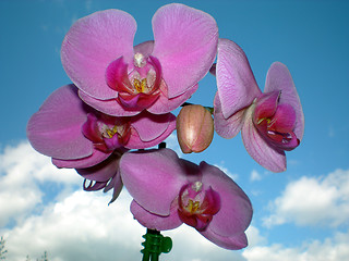 Image showing Exotic flowers