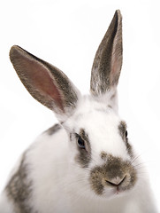 Image showing rabbit