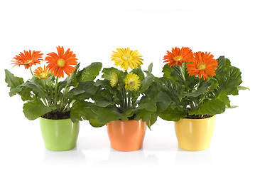 Image showing Gerbera Daisies