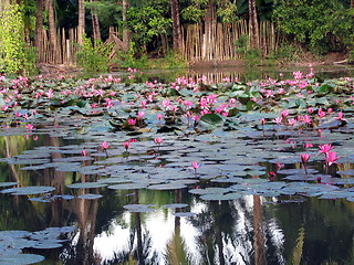 Image showing Flower reflections