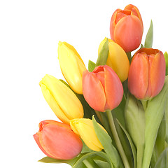 Image showing tulips