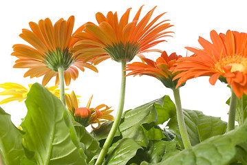 Image showing Gerbera Daisies