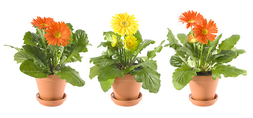 Image showing Gerbera Daisies