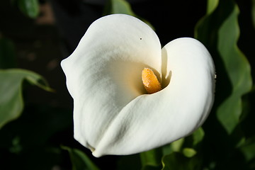 Image showing Cala Lily Flower