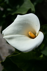 Image showing Cala Lily Flower