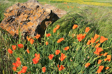 Image showing California Poppy Flowers