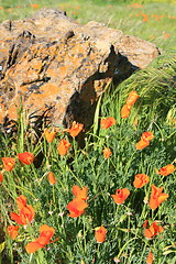 Image showing California Poppy Flowers