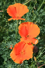 Image showing California Poppy Flowers