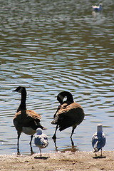 Image showing Canadian Geese And Seagulls