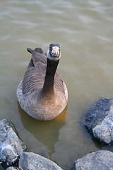 Image showing Canadian Goose Close Up