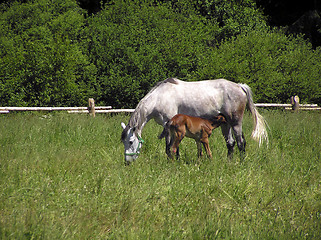 Image showing Horses