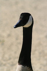 Image showing Canadian Goose Portrait