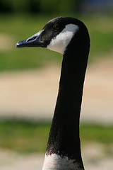 Image showing Canadian Goose Portrait