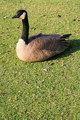 Image showing Canadian Goose Resting