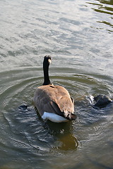 Image showing Canadian Goose Swimming Away