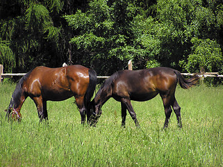 Image showing Horses