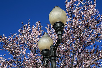 Image showing Cherry Blossoms And A Light Pole